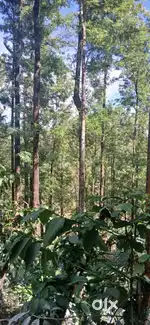 125 ACKRS COFFEE ESTATE FOR SALE
