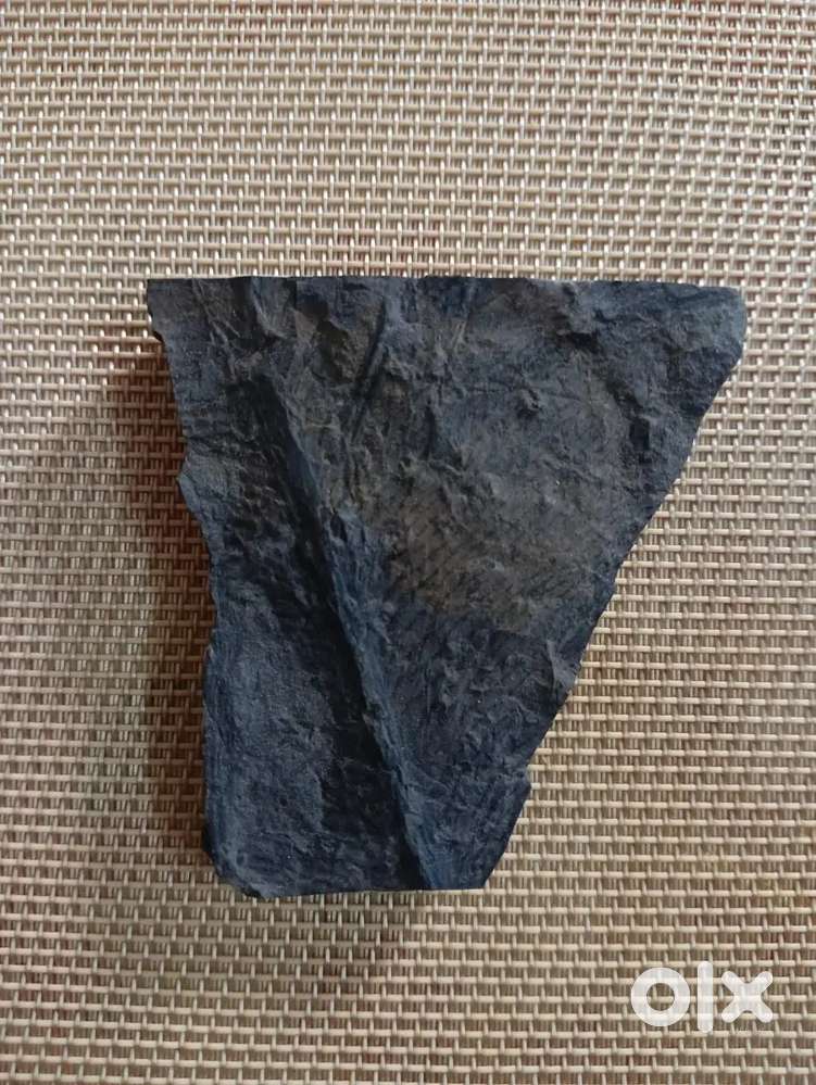 Fossil items, Rare collection