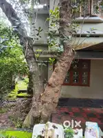 Jackfruit fruit tree