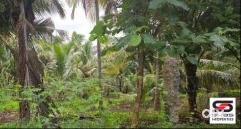 2 Acre farmland for sale near Velanthavalam, Palakkad