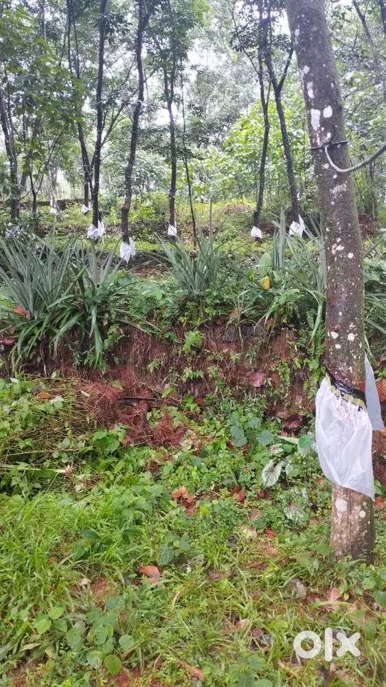 Residential/Agricultural Land 50 cent for sale in Edayirickapuzha