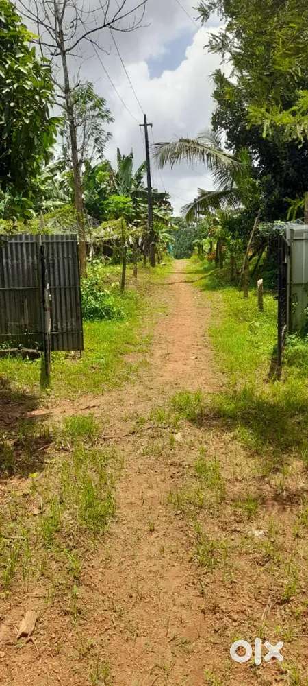 65സെന്റ് property മൊത്തമായും, പ്ലോട്ട് തിരിച്ചും വില്പനക്ക്.