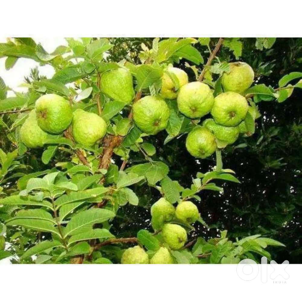 लाखों का फायदा,,, FARMHOUSE भी,, REVENUE भी,, ,GUHAVA FARM आज ही बुक