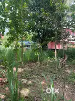 16 cent plot for sale in Edechovva, Kannur