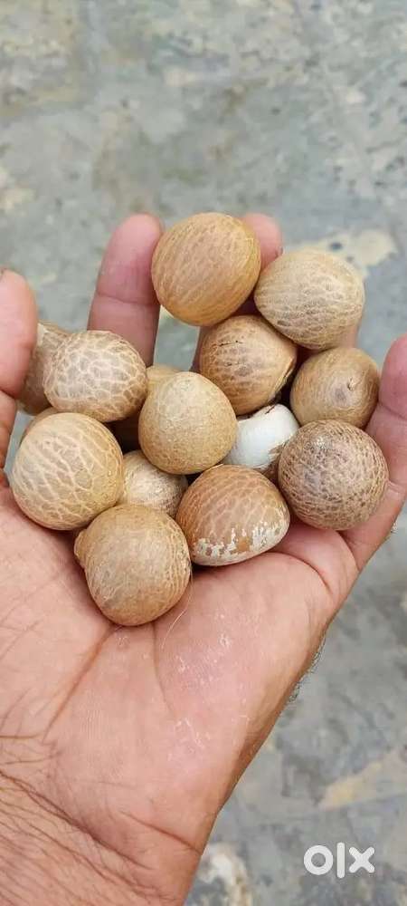 Beetle nuts