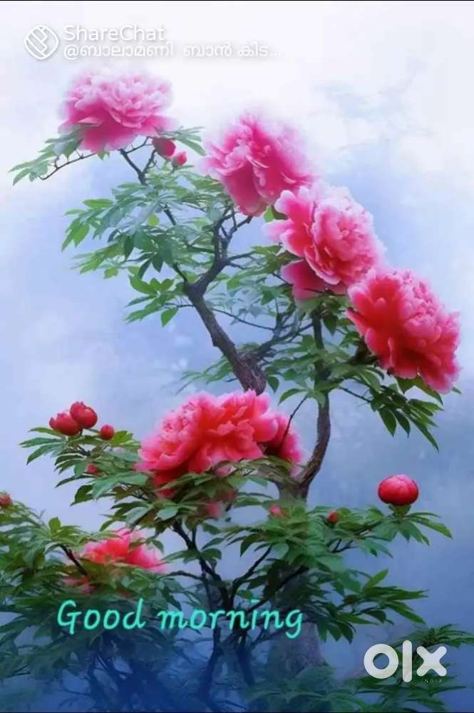 Single bedroom for rent(only family)