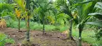 11.5 acre plot for sale