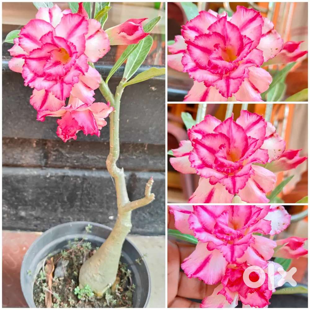 Adenium plant