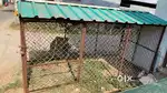 Cage for sale