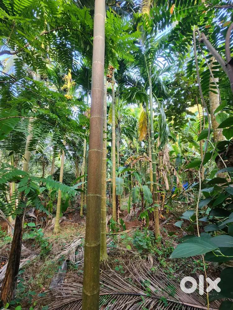 URGENT SALE! 40 CENT HOUSE PLOT