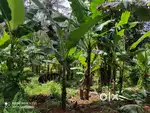 4-Acre Retreat with House in Kattimoola, Wayanad