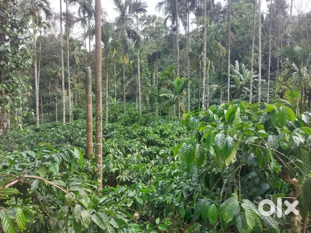 4 ACRES GOOD CONDITION COFFEE ESTATE FOR SALE