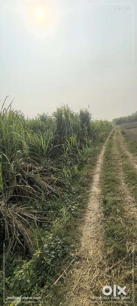 Urgent for sale 34 bigha jmeen h 3 side rasta h Jis  bhai lena  ikonda