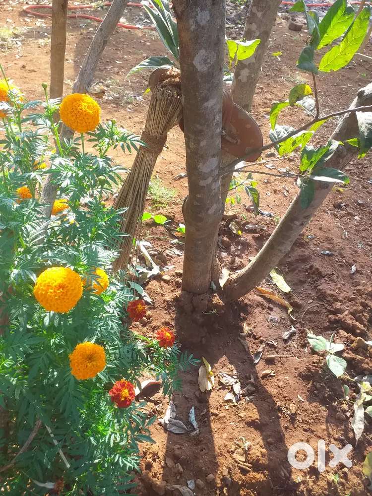 redy to move 2mango tree . sonchafa tree .shitafal.banana tree 2