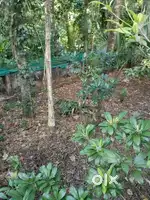 6-Cent Land for Sale – ₹3 Lakh/Sq.Ft –Krishnapuram,charode, Thuckalay