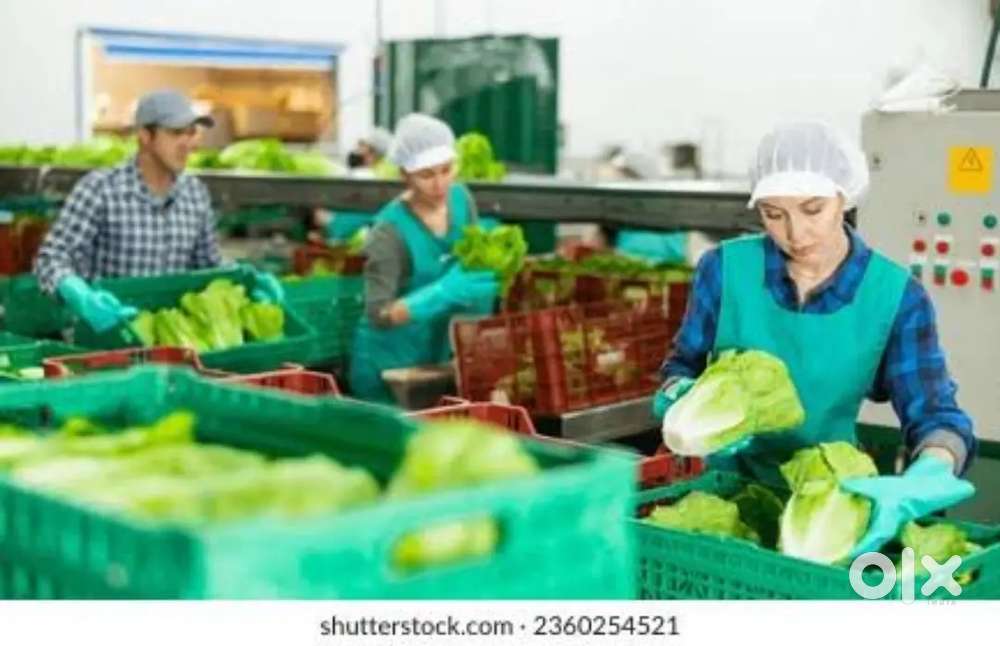 Vegitable warehouse parcel packing scanning