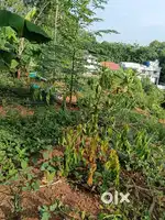 Near Ernakulam, 5 acres land for Rs 69800 per cent