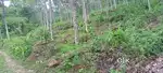 1.33 Acre land for sale at ELAVEEZHAPOONCHIRA