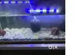 Good aquarium