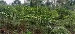 65 cent plot for house and agricultural@munnar-Exchange to eranakulam