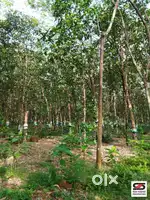 Rubber estate for sale in Manjapra, Ernakulam