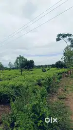 67acres of agricultural estate with plantation and farmhouse