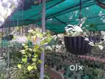 20 cent plot in Peechanikad