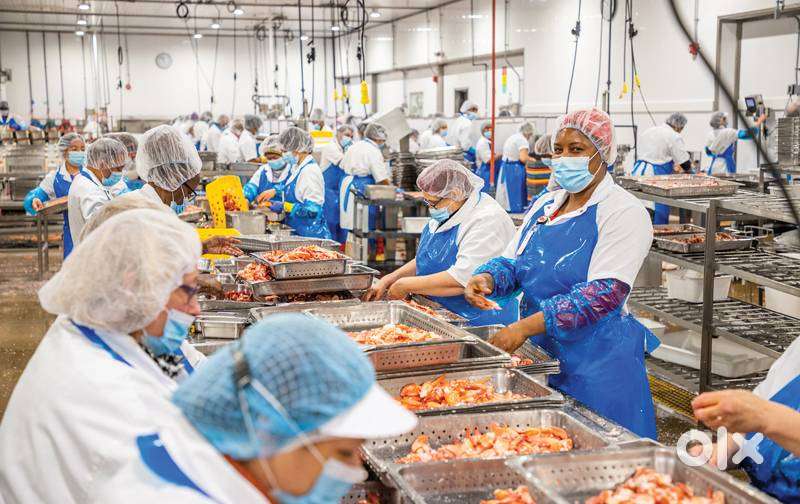 URGENTLY REQUIRED SEAFOOD PROCCESSOR AND PACKER