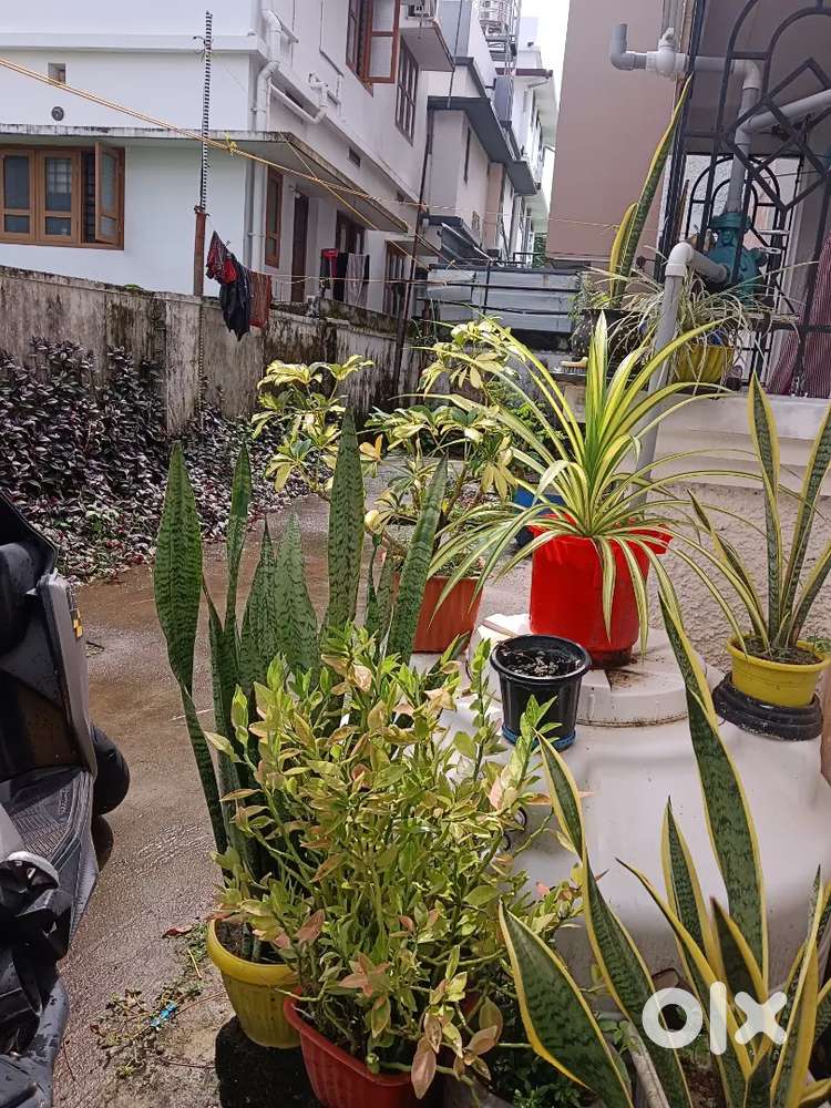 2bhk near Thevara SH college carpark/groundfloor