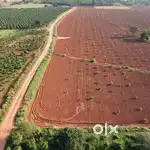 Between Gowribidanuru and Madugiri - 15 acre agricultural land