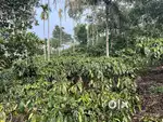 2 ACRE COFFEE LAND FOR SALE IN VADUVANCHAL