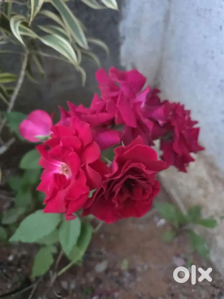 House for lease  Electronic cityrend