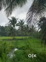 2 acres of land for sale as a single plot or small plots