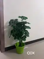 Flowers with pot