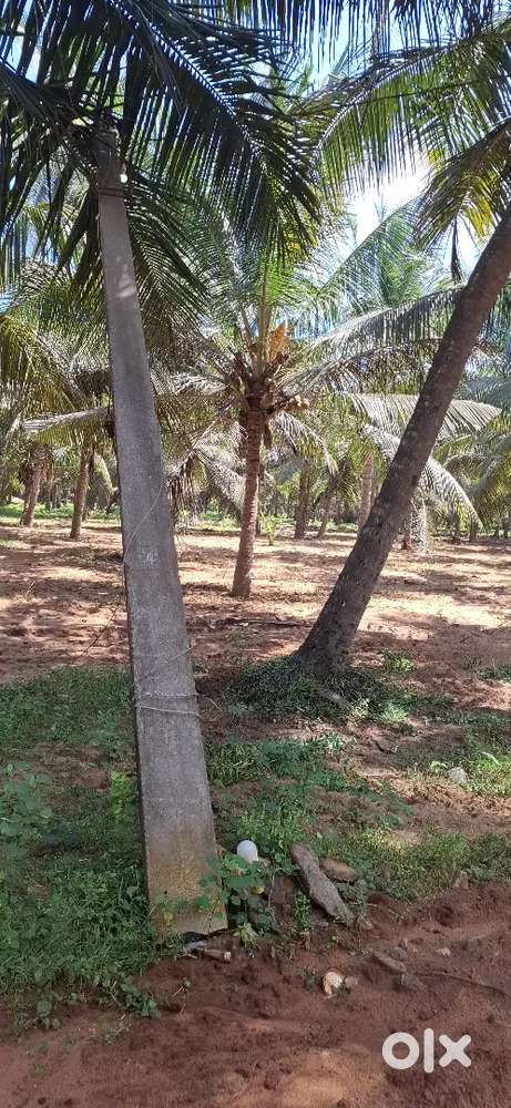 GIVING WATER FOR CICONUT TREES