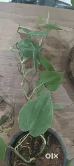 Philodendron