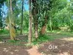 6cent 10 cent Thattamala peedikamukke near