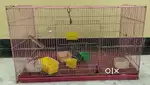 Bird  Cage