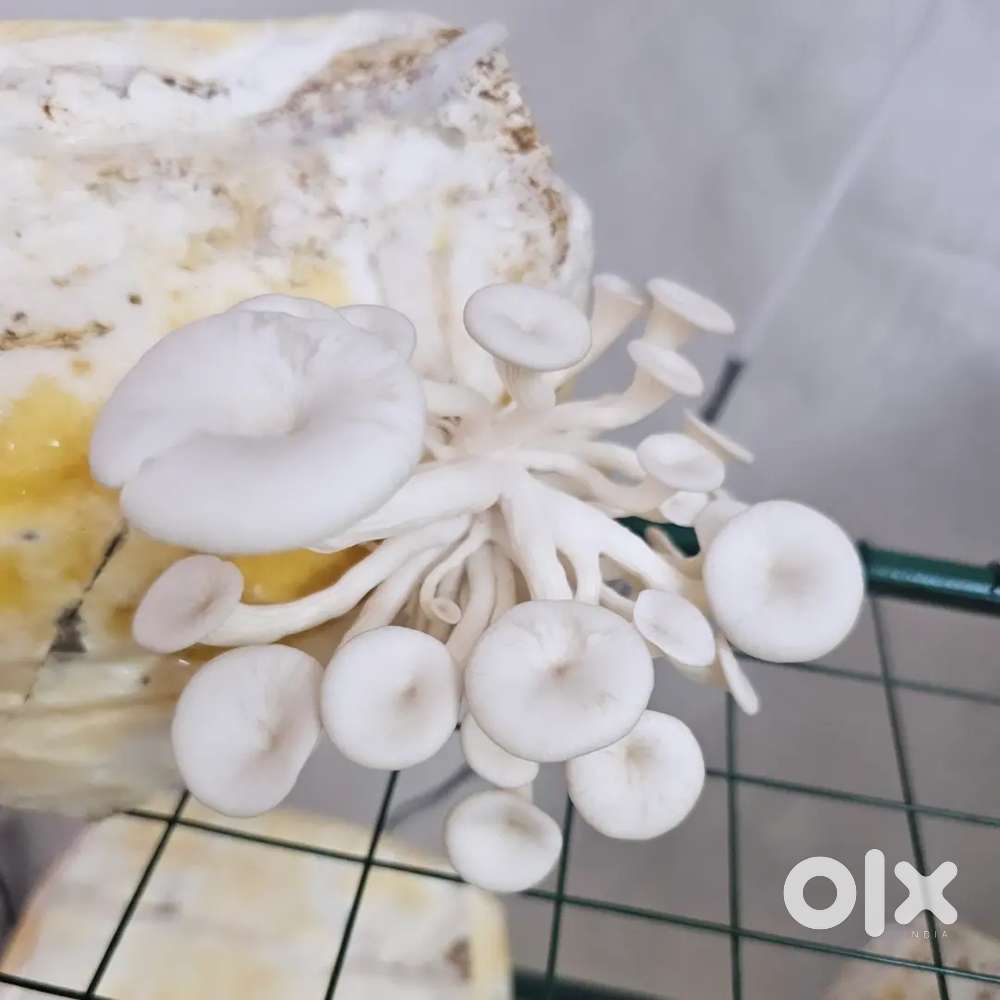 Fresh Oyster Mushroom available 200g pack 100/-