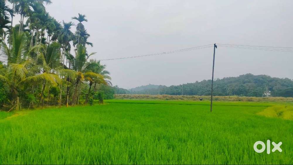 Agriculture Plot , Adakka and Nell krishi krishi