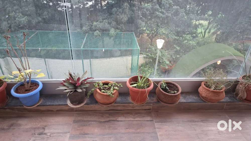 Plants with Pots for Sale