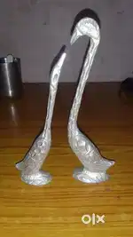 Silver colour peacock