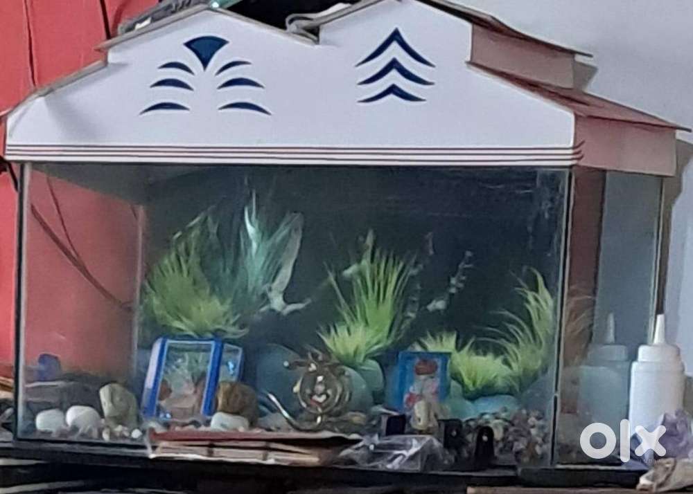 Fishtank with colorful stores & picture