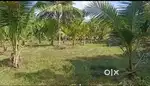 மா, பலா தென்னை மரம் தோப்பு for sale
