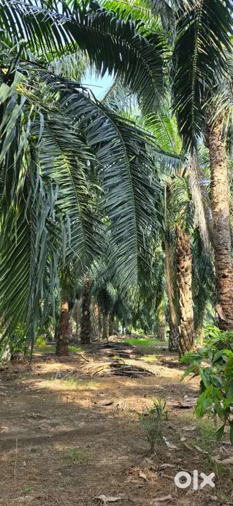 Ful growwn 2 acres palm oil farm with drip irrigation on road side 5km