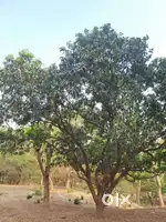 12 Biswa Land available Miyanpur sale interested person can contact me