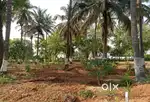 MANAGED FARM INVEST FOR YOUR KIDS FUTURE WITH GOOD RETURNS