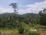 Agricultural Land For Sale In Valliyoorkavu Mananthavady Wayanad