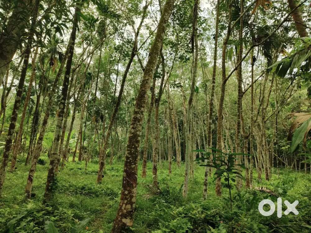 For sale .plots &trees