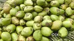 JP TRADERS, Tender Coconuts Wholesale Suppliers. Vizag. Rs- 30 to 36.